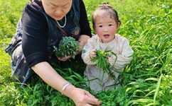 少年英雄方世玉快播